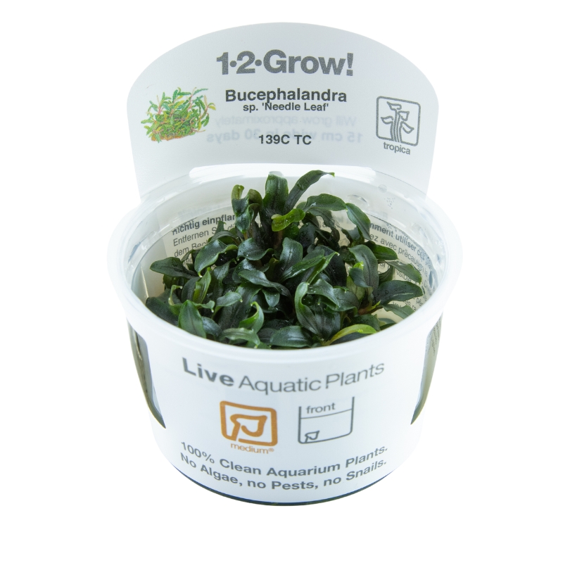 Bucephalandra sp. (Needle Leaf)